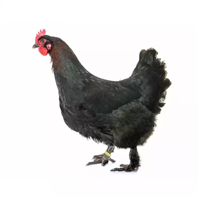 Marans (Gallus domesticus)