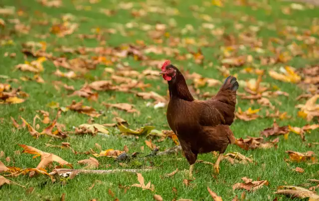 Photo Rhode Island (Gallus domesticus) #1