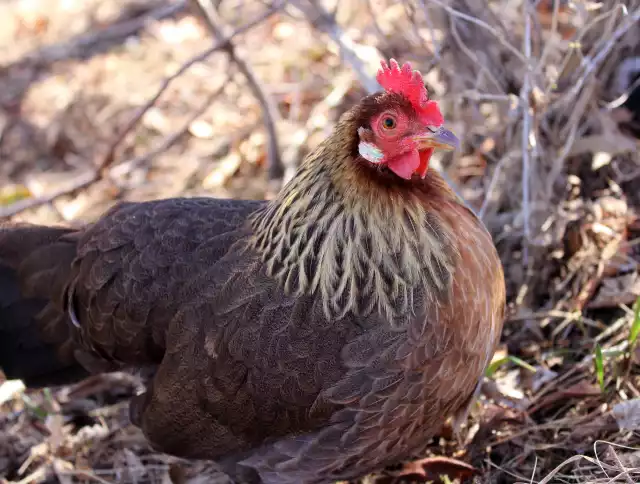 Photo Leghorn (Gallus domesticus) #3