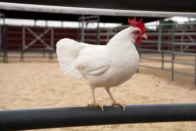 Photo Leghorn (Gallus domesticus) #2