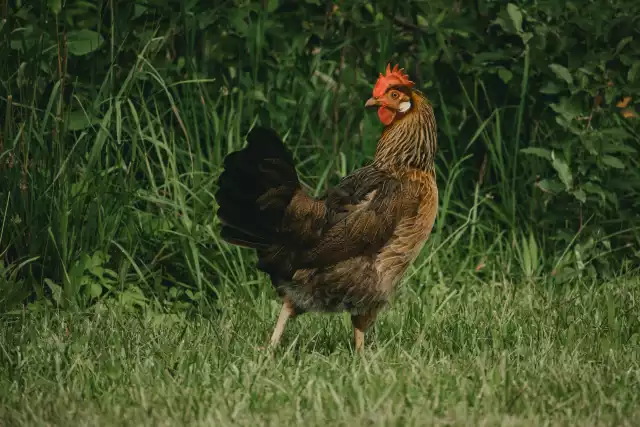 Photo Leghorn (Gallus domesticus) #1