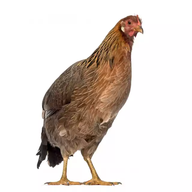 Leghorn (Gallus domesticus)