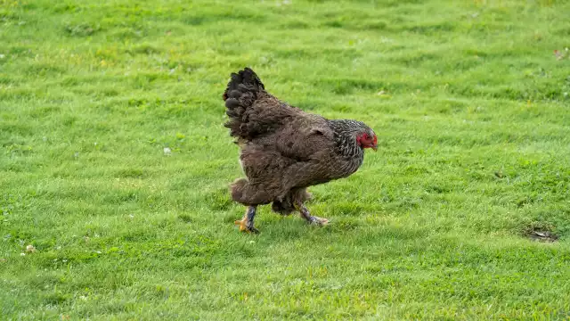 Photo Brahma (Gallus domesticus) #3