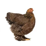 Photo Brahma