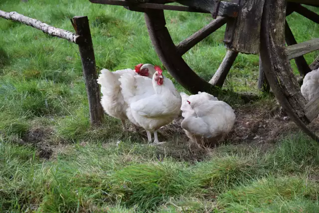 Photo Gâtinaise (Gallus domesticus) #2