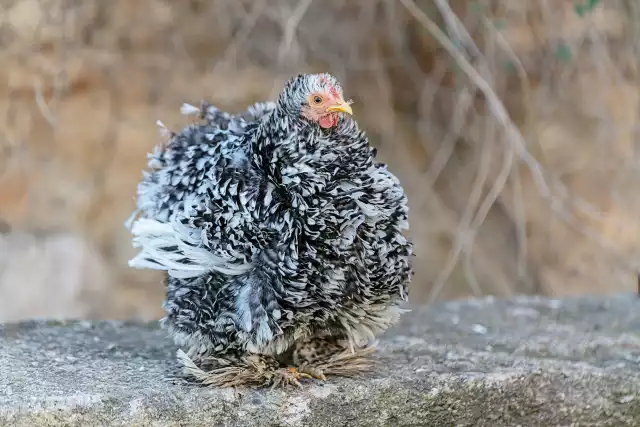 Photo Pékin (Gallus domesticus) #3