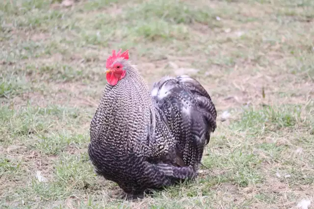 Photo Pékin (Gallus domesticus) #2