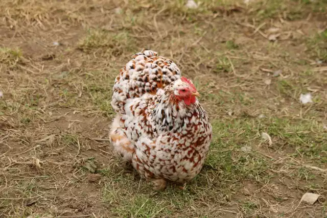 Photo Pékin (Gallus domesticus) #1