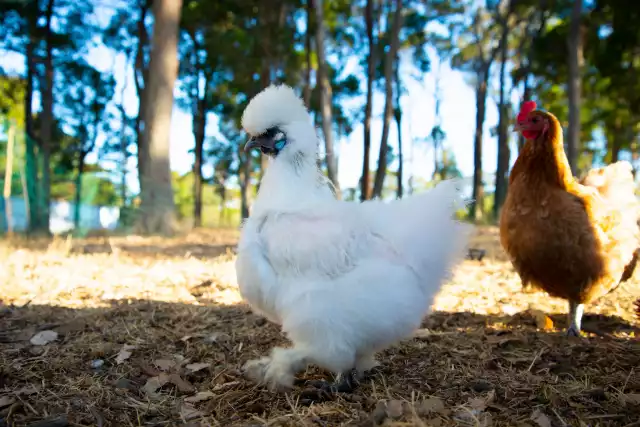 Photo Soie (Gallus domesticus) #3