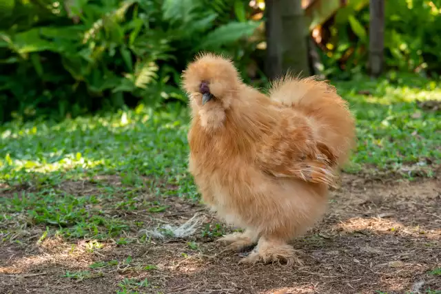 Photo Soie (Gallus domesticus) #2