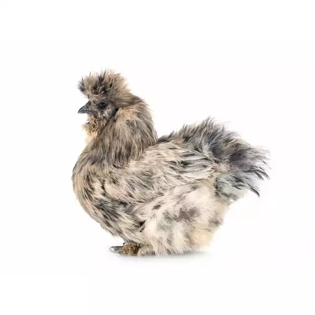 Soie (Gallus domesticus)