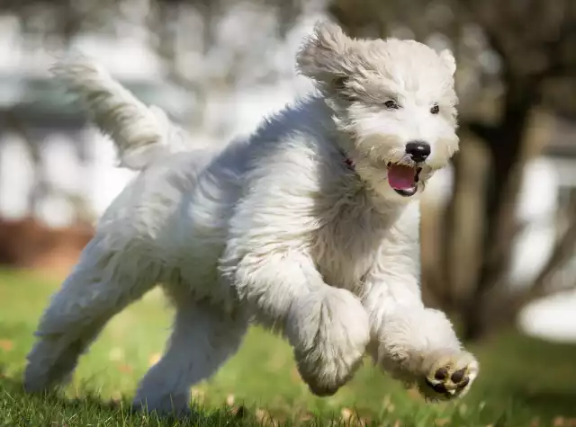 Photo Labradoodle #4