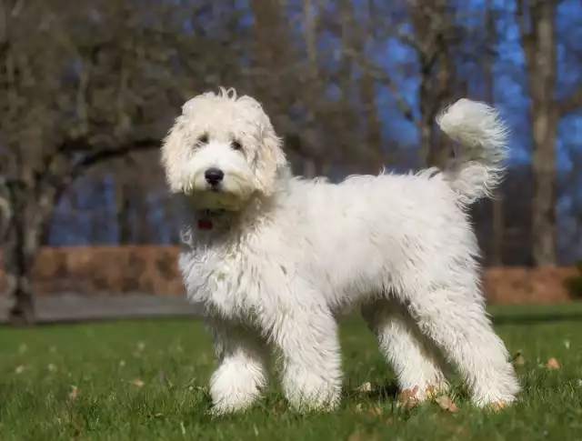 Photo Labradoodle #3