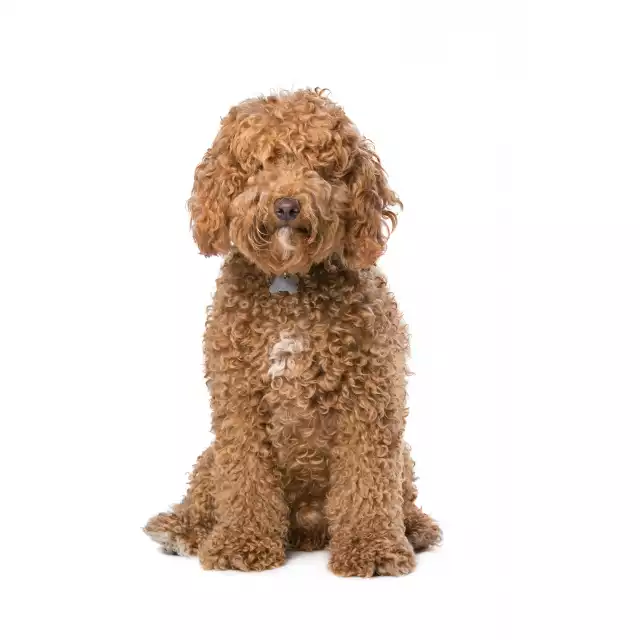 Labradoodle