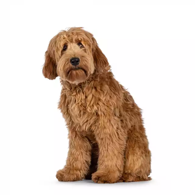 Labradoodle