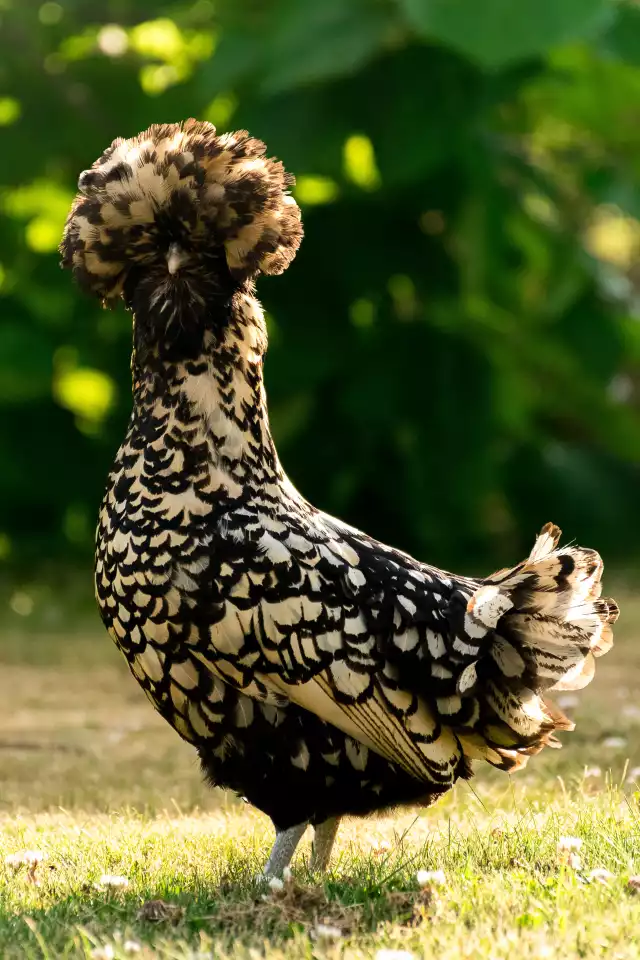 Photo Padoue (Gallus domesticus) #1