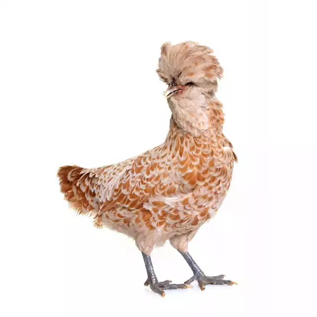 Padoue (Gallus domesticus)