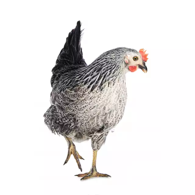 Sussex (Gallus domesticus)