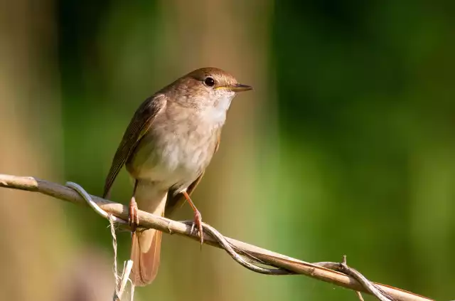 Photo Rossignol Philomèle (Luscinia megarhynchos) #3