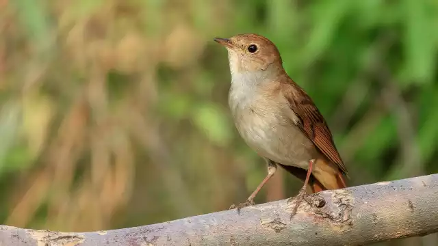 Photo Rossignol Philomèle (Luscinia megarhynchos) #2