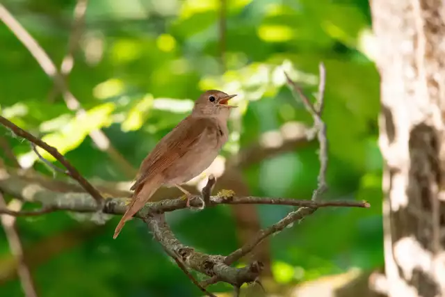 Photo Rossignol Philomèle (Luscinia megarhynchos) #1