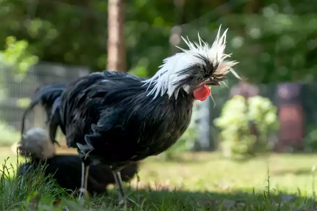 Photo Hollandaise huppée (Gallus domesticus) #2