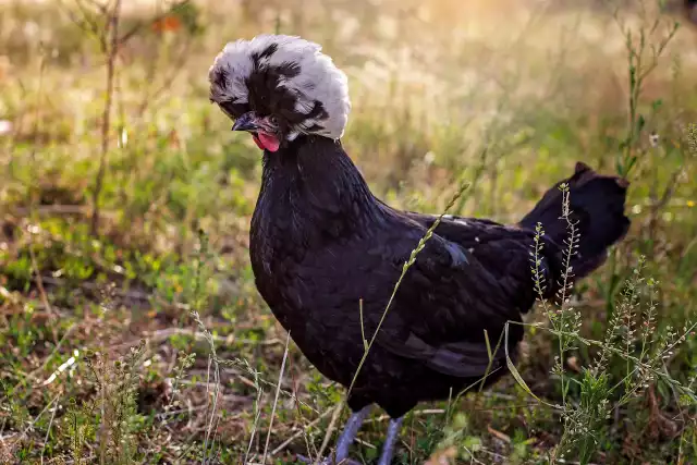 Photo Hollandaise huppée (Gallus domesticus) #1