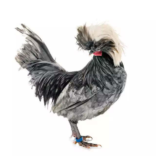 Hollandaise huppée (Gallus domesticus)