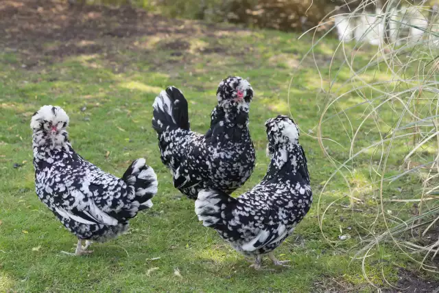 Photo Houdan (Gallus domesticus) #2