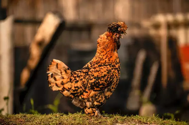 Photo Houdan (Gallus domesticus) #1