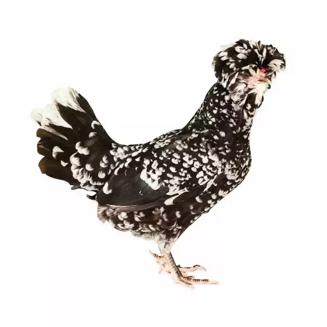 Houdan (Gallus domesticus)