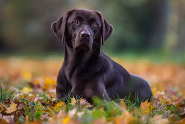 Photo Labrador Retriever #2