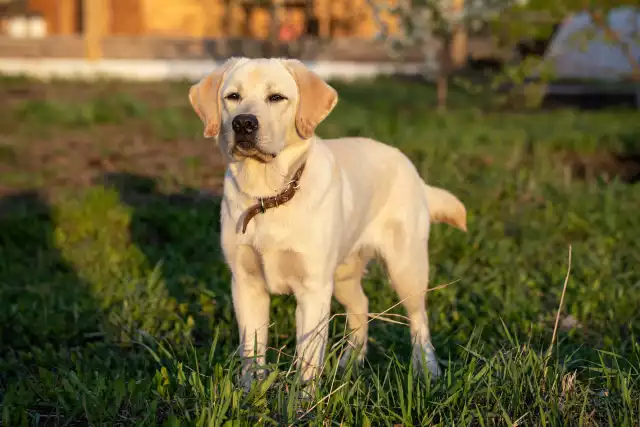 Photo Labrador Retriever #1