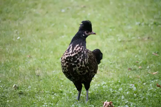 Photo Crèvecoeur (Gallus domesticus) #1