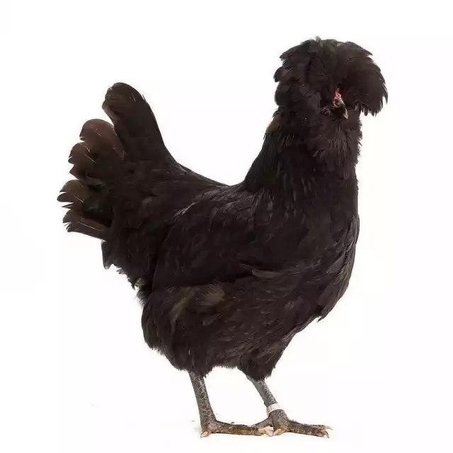 Crèvecoeur (Gallus domesticus)