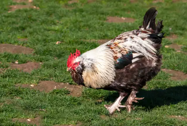 Photo Faverolles française (Gallus domesticus) #2