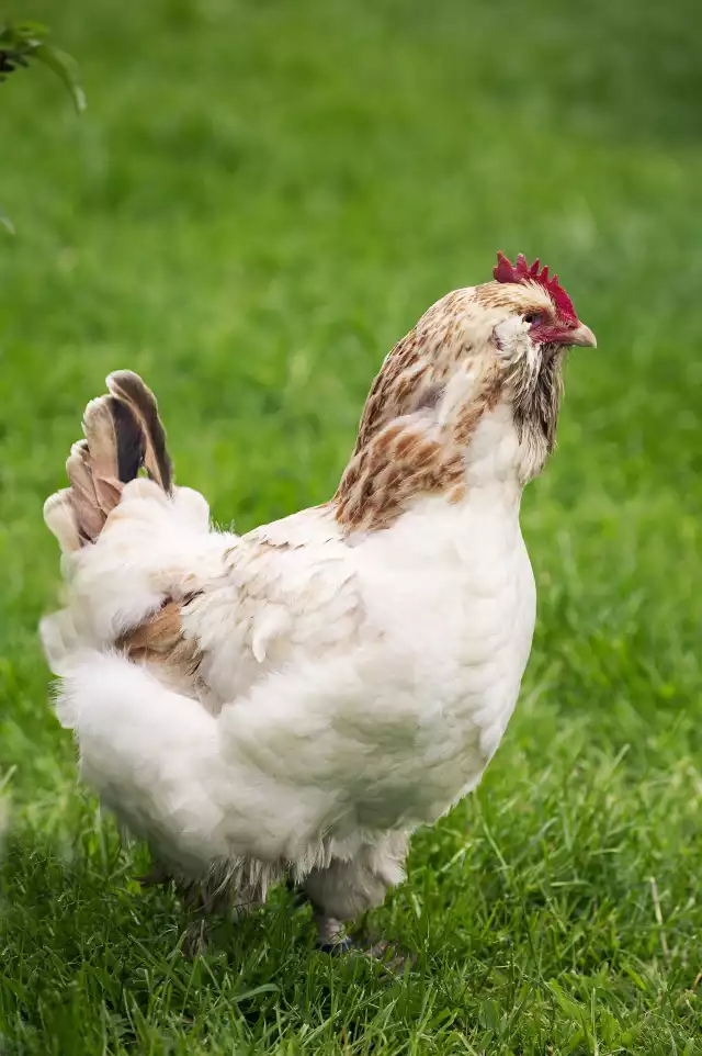 Photo Faverolles française (Gallus domesticus) #1