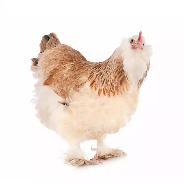 Faverolles française (Gallus domesticus)