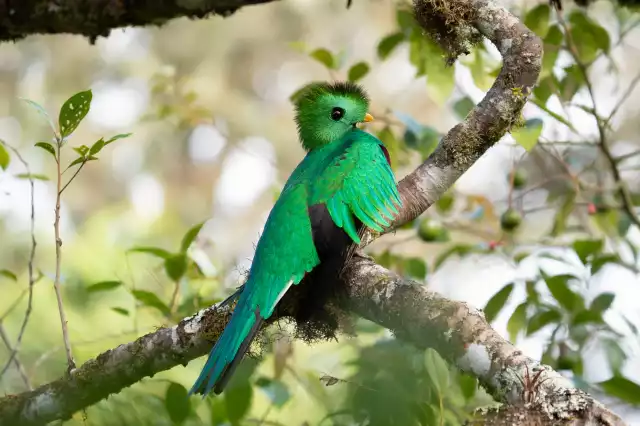 Photo Quetzal resplendissant (Pharomachrus mocinno) #4