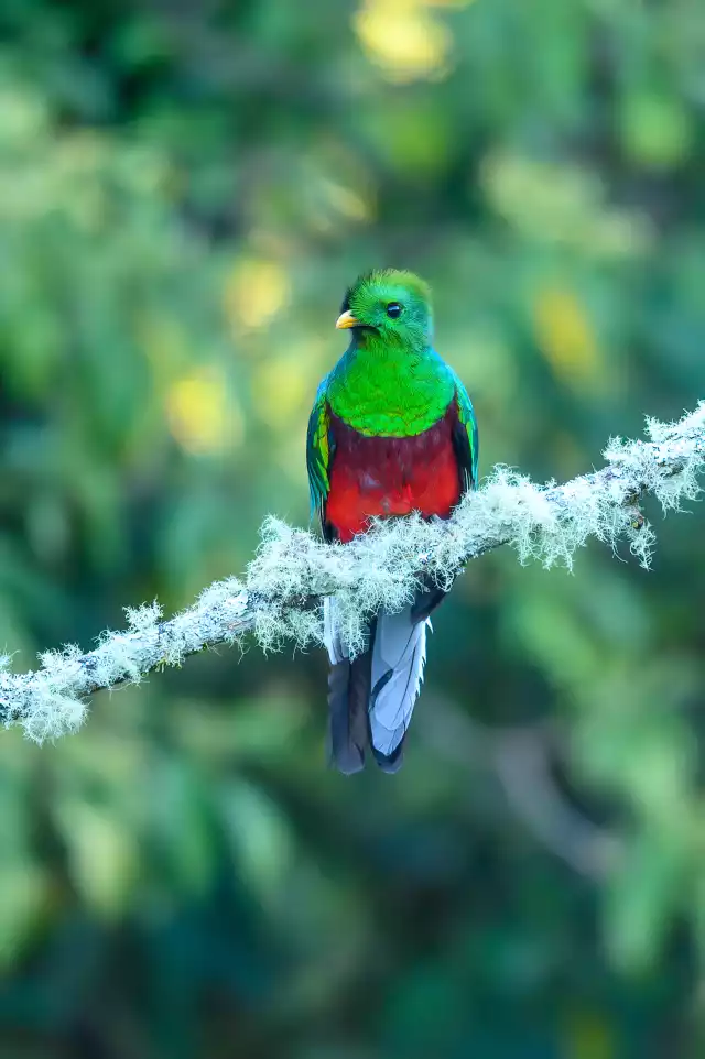 Photo Quetzal resplendissant (Pharomachrus mocinno) #3