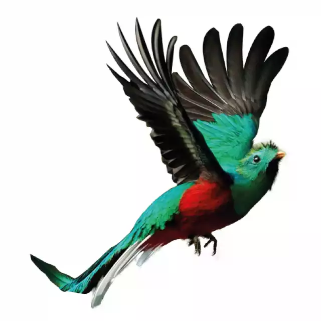 Quetzal resplendissant (Pharomachrus mocinno)