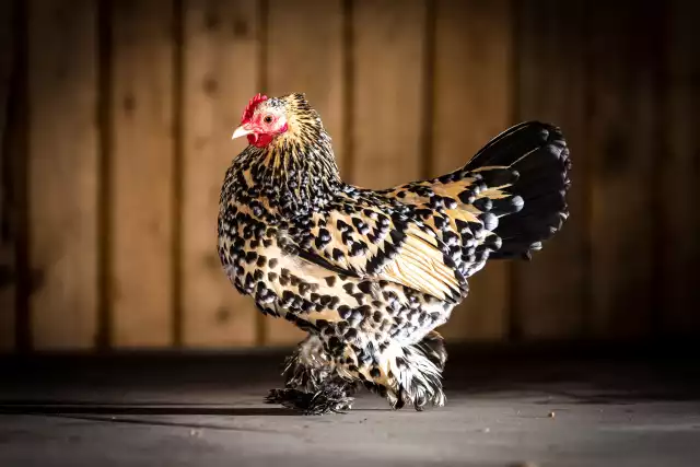 Photo Sabelpoot (Gallus domesticus) #2