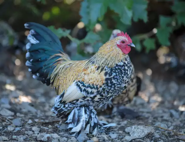 Photo Sabelpoot (Gallus domesticus) #1