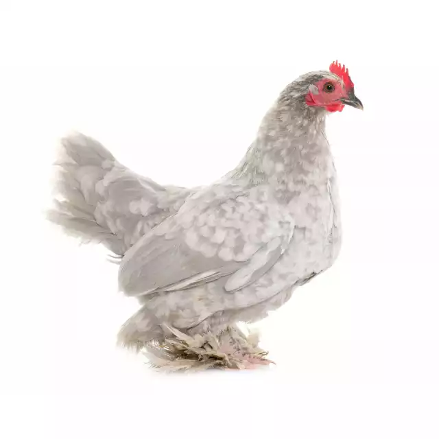 Sabelpoot (Gallus domesticus)