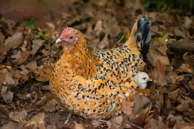 Photo Barbu d'Uccle (Gallus domesticus) #1