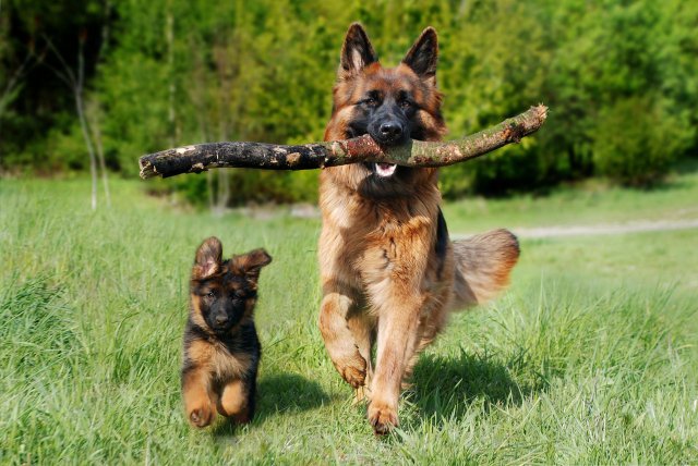 Photo Berger Allemand #6