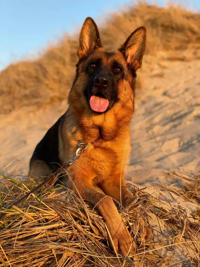 Photo Berger Allemand #3