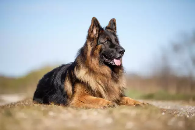 Photo Berger Allemand #1