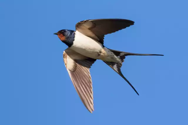 Photo Hirondelle rustique (Hirundo rustica) #3