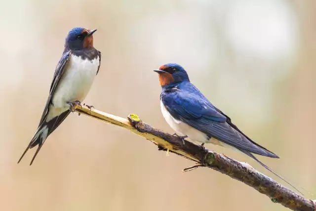 Photo Hirondelle rustique (Hirundo rustica) #2